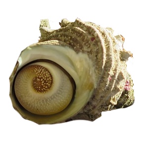 turban shell